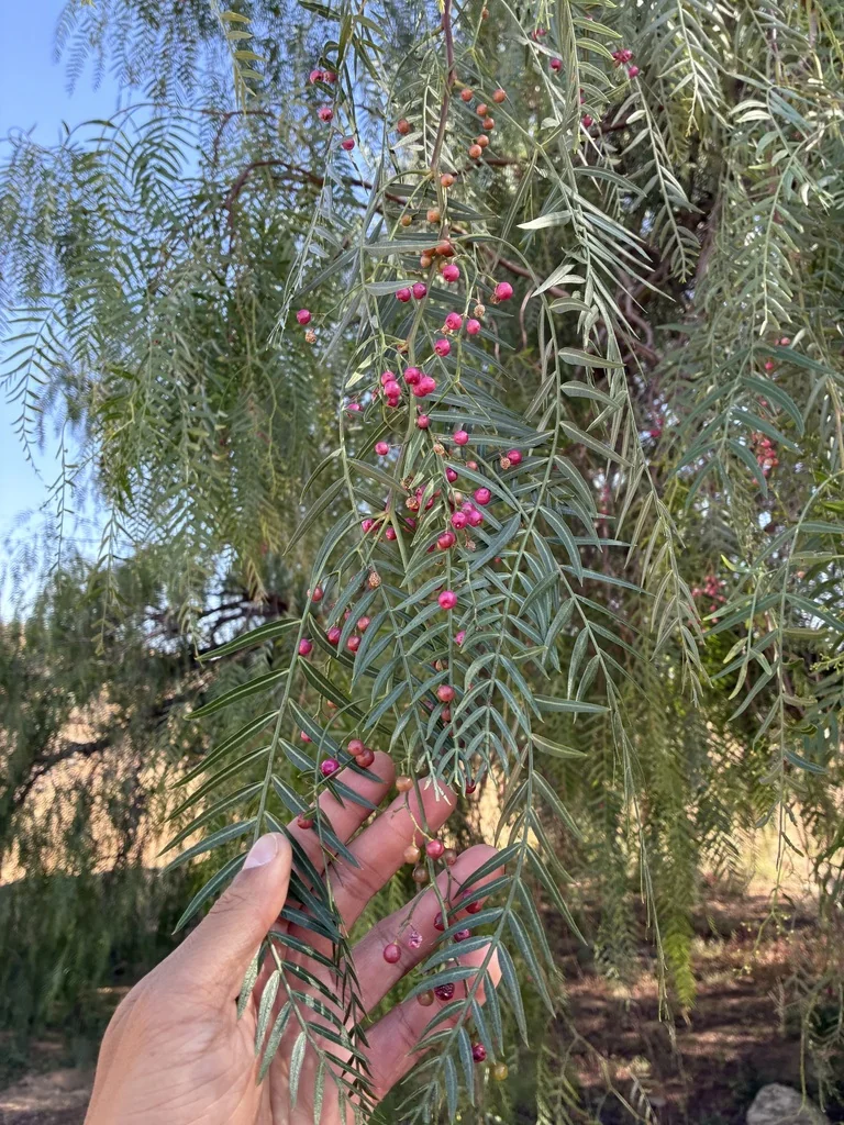 Schinus Molle