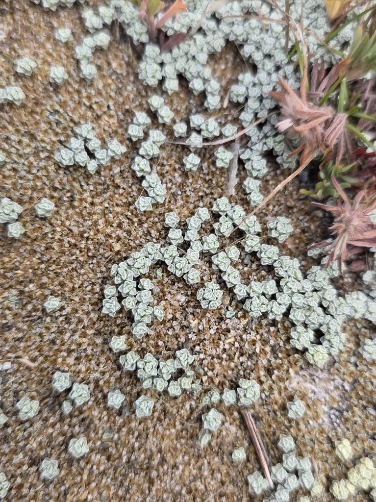 Raoulia Australis