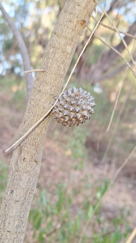 Casuarina stricta