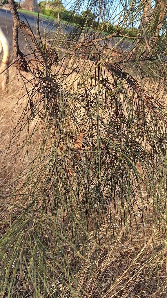 Casuarina stricta