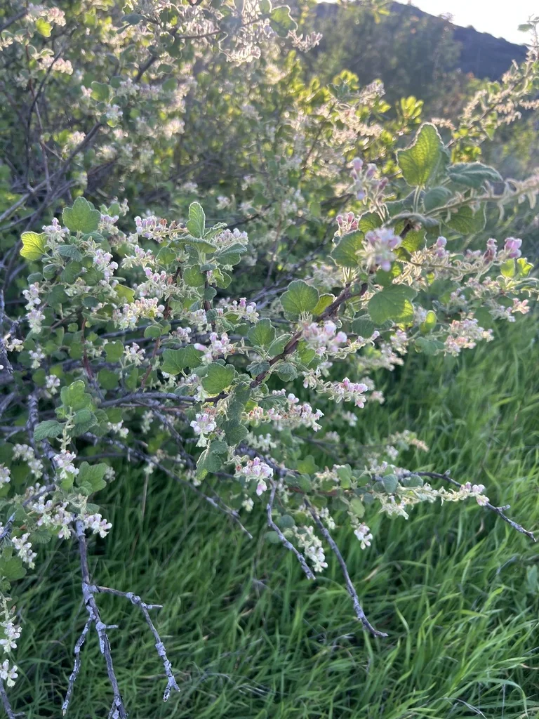 Ribes Indecorum