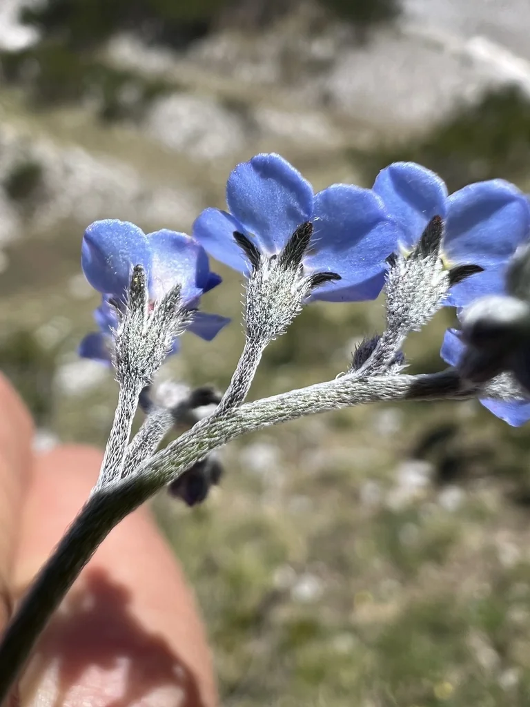 Myosotis Alpestris