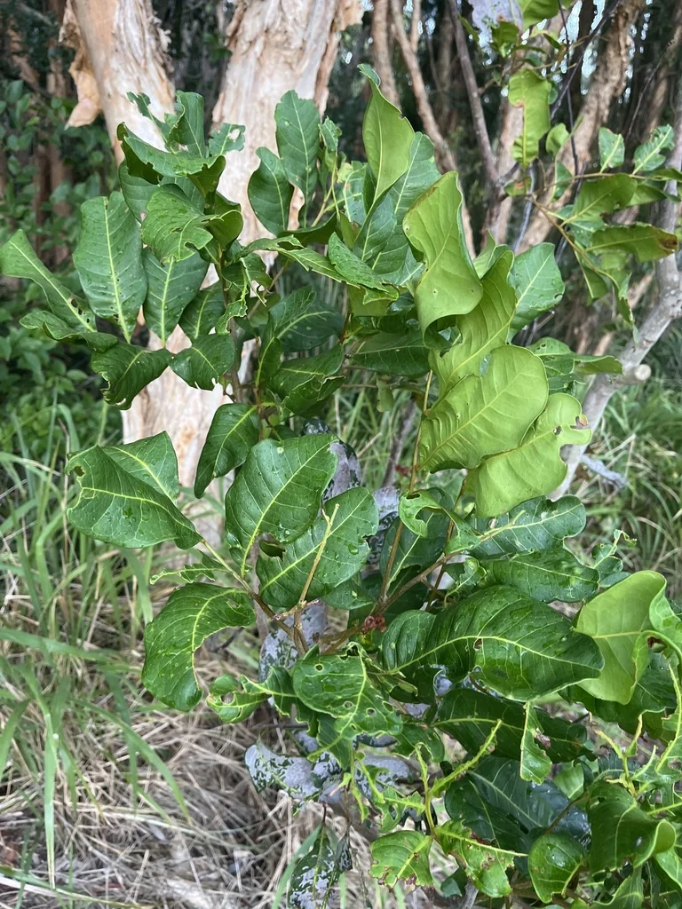 Cupaniopsis Anacardioides