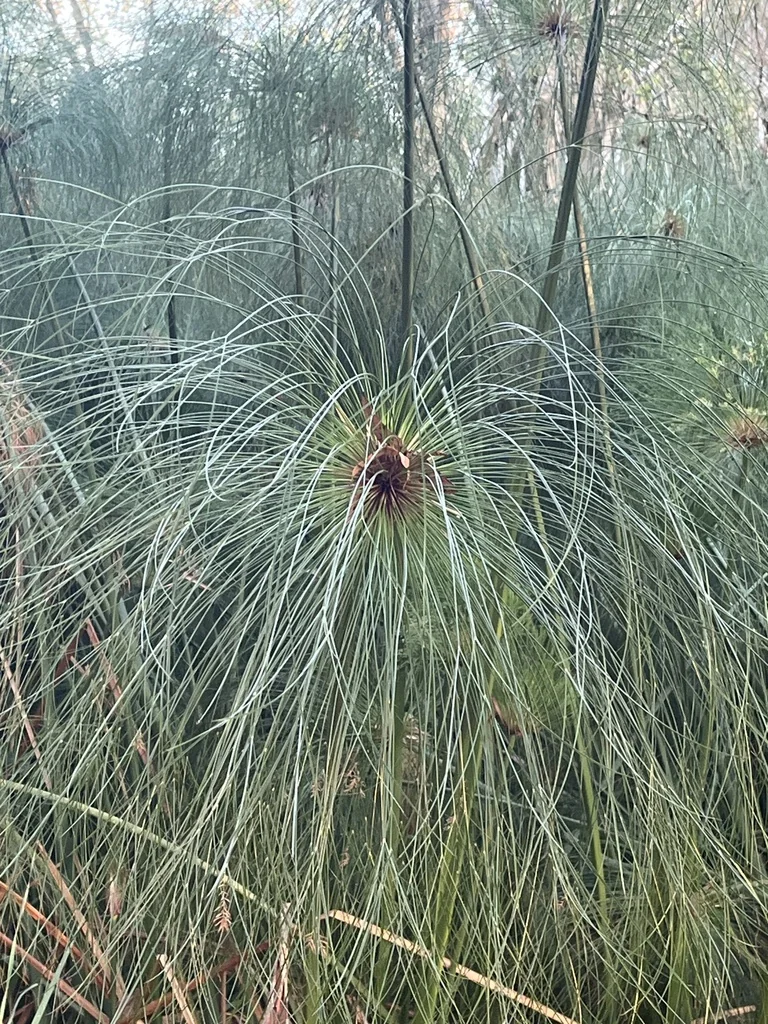 Cyperus Papyrus