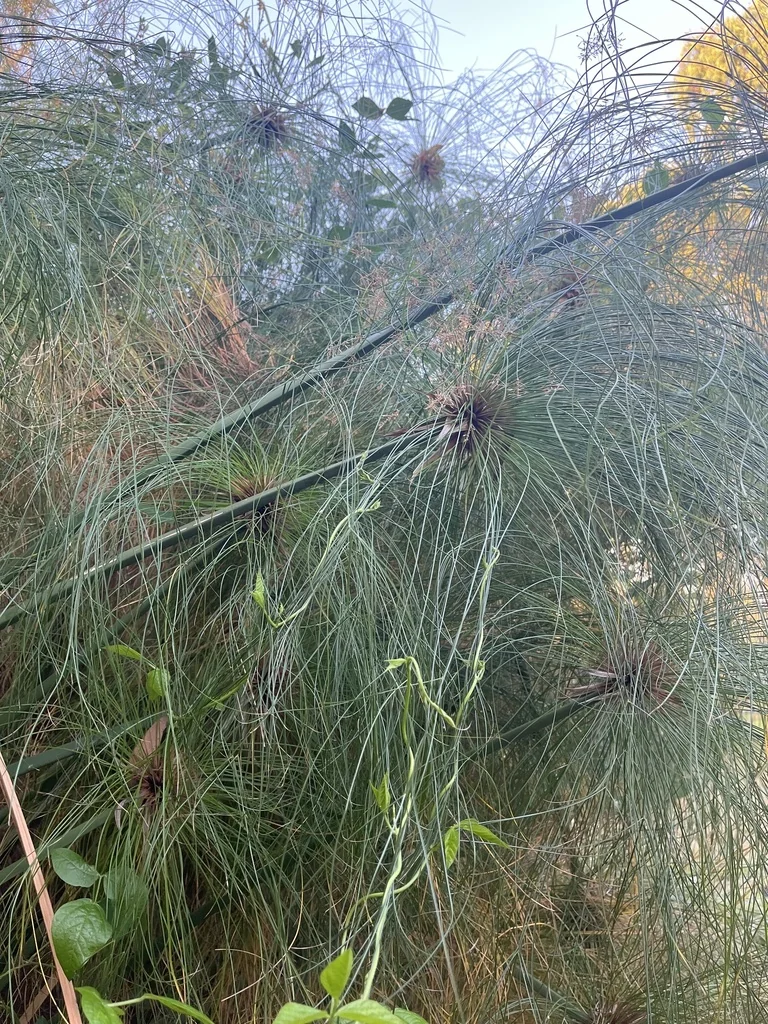 Cyperus Papyrus