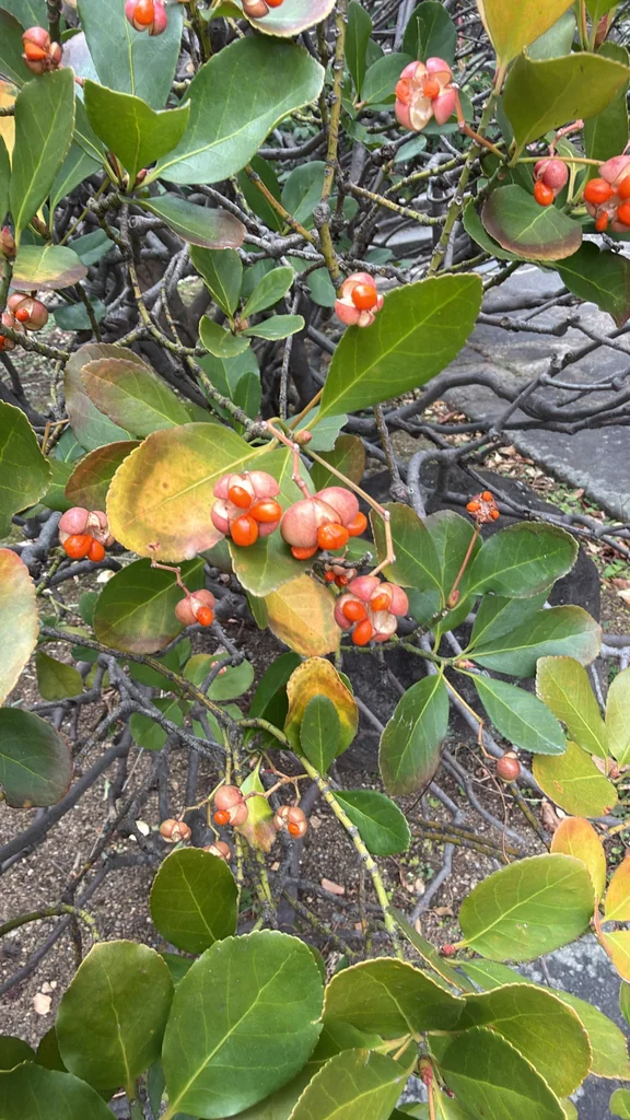 Euonymus Japonicus