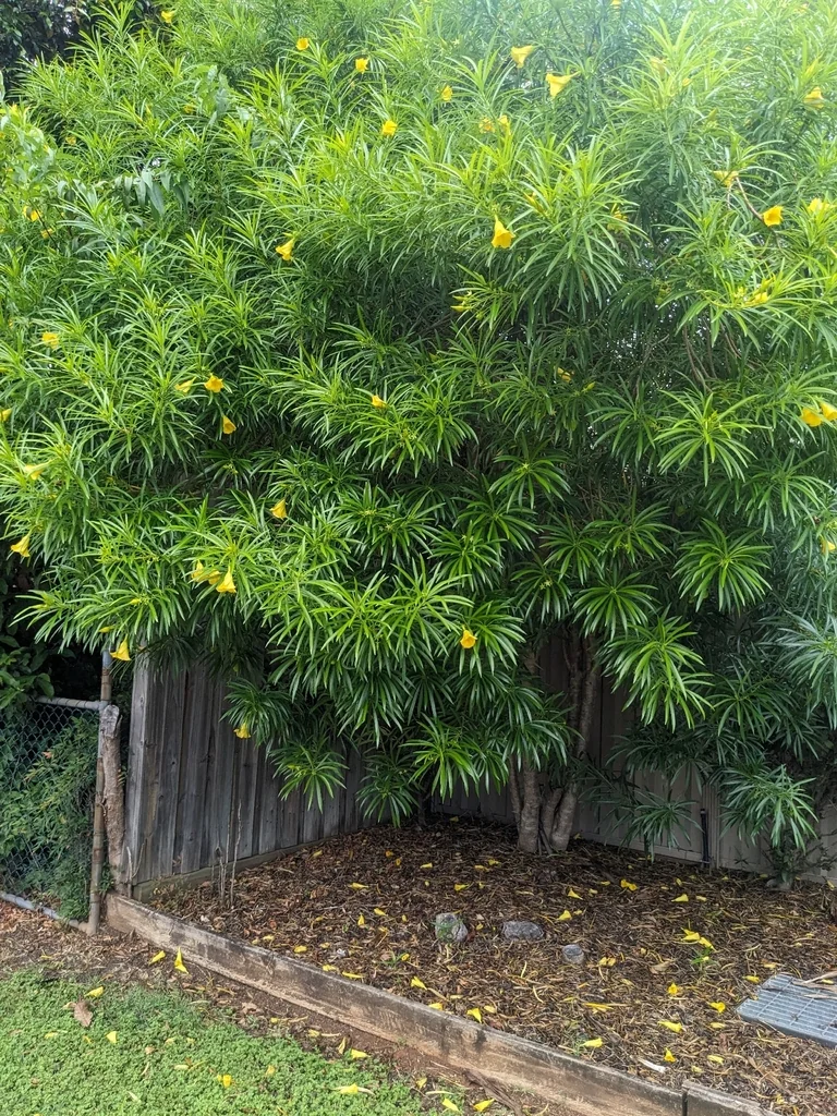 Thevetia Peruviana