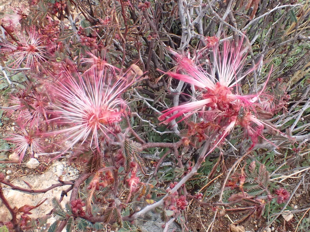 Calliandra Eriophylla