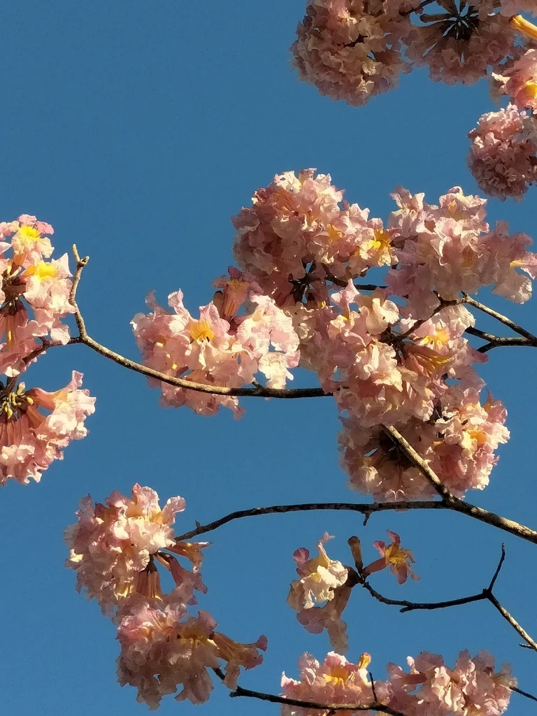 Tabebuia Impetiginosa