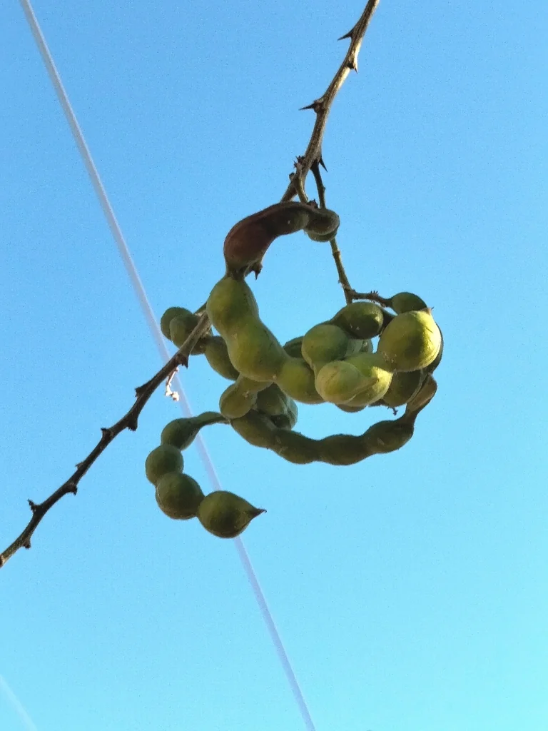 Pithecellobium Dulce