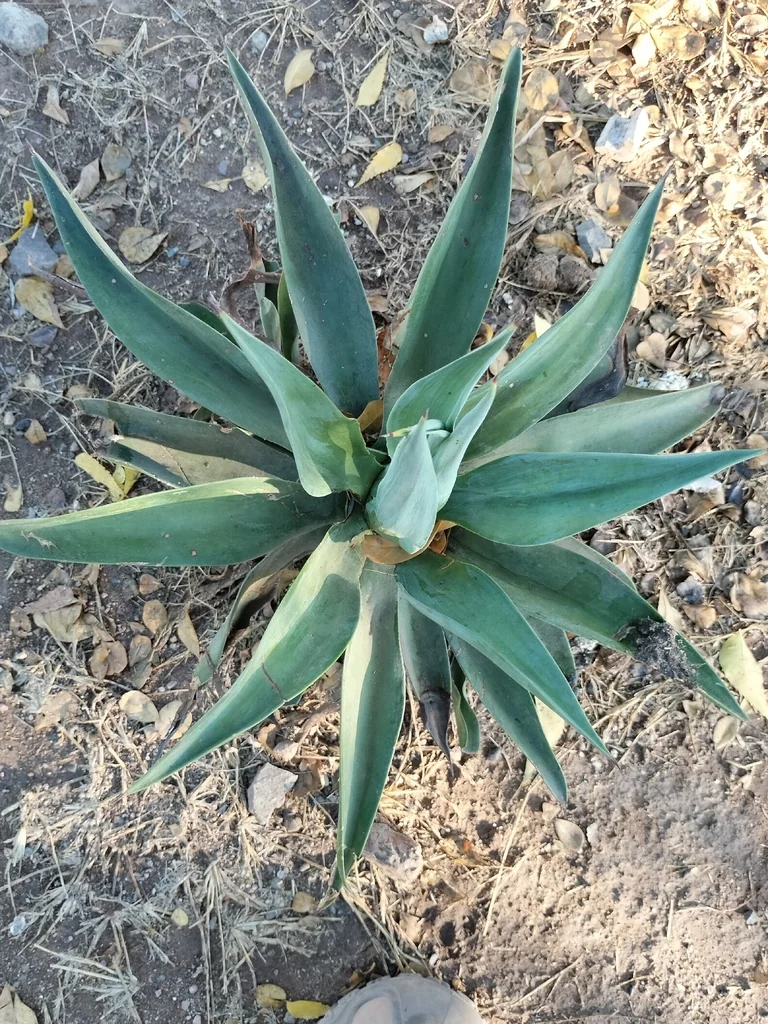 Agave Desmetiana