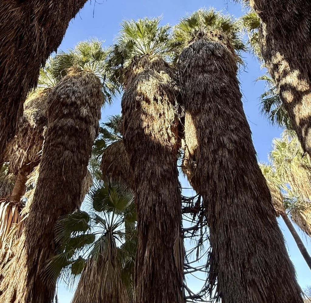 Washingtonia Filifera