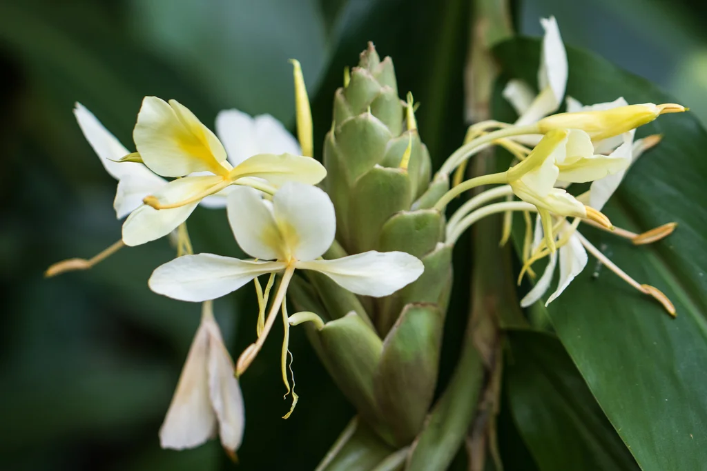 Hedychium Coronarium
