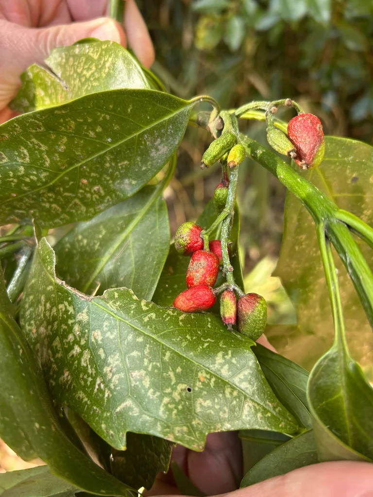 Aucuba Japonica