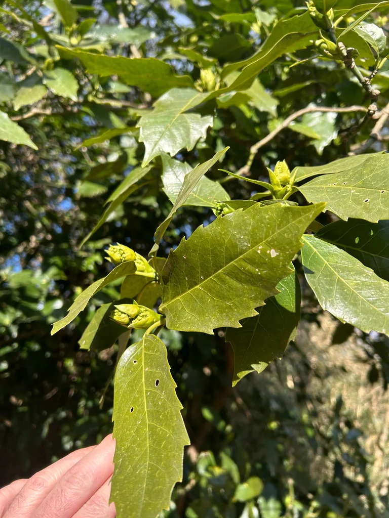 Aucuba Japonica
