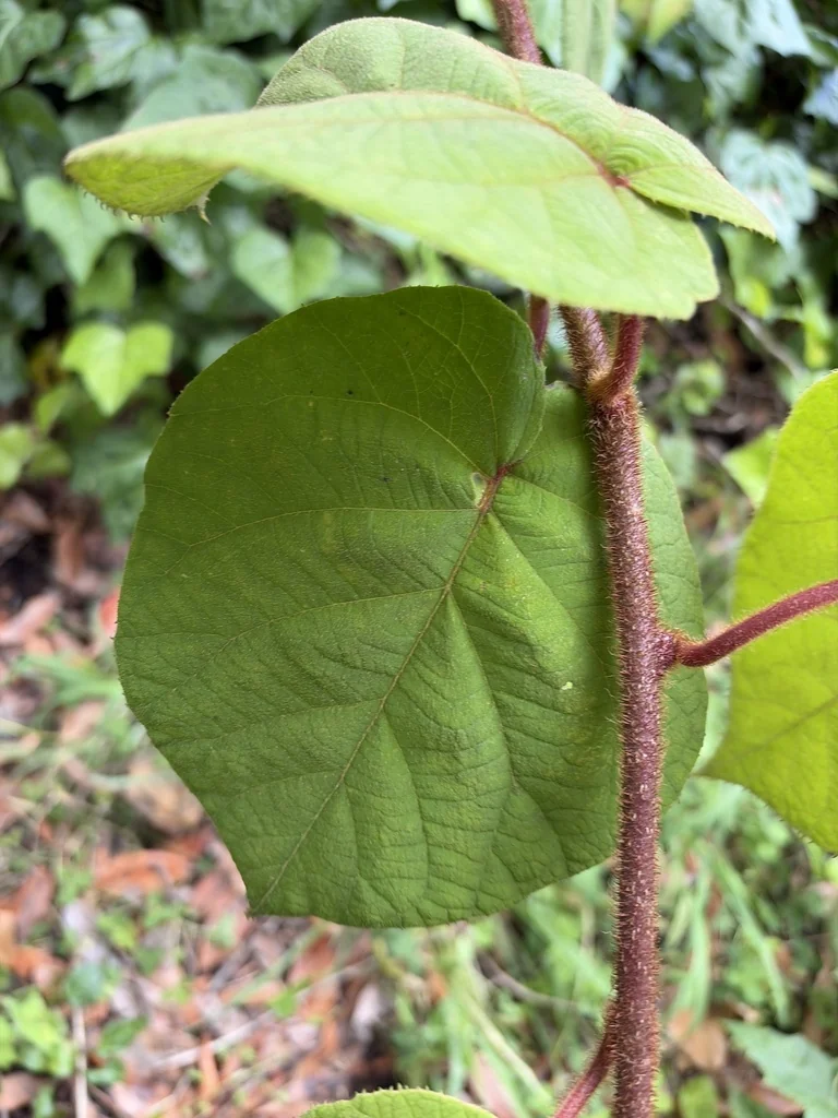 Actinidia Deliciosa