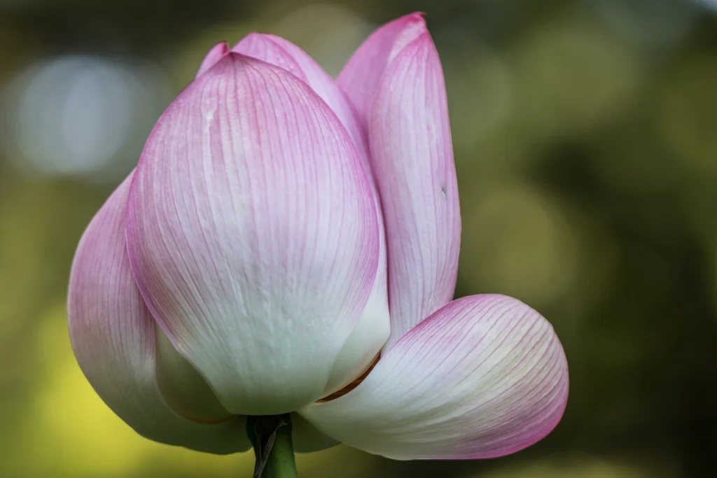 Nelumbo Nucifera