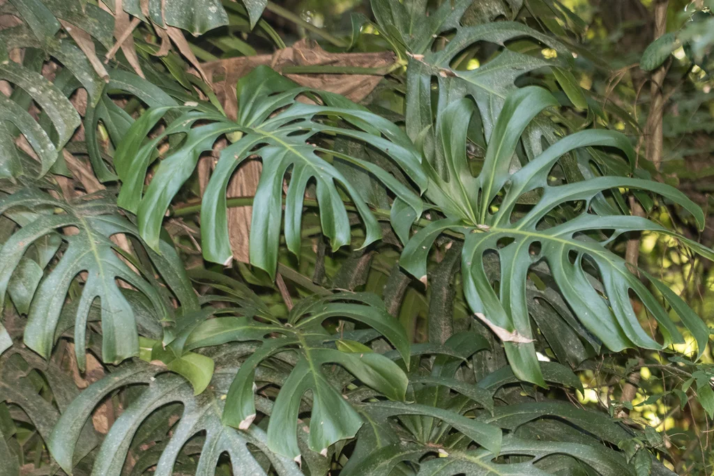 Monstera deliciosa