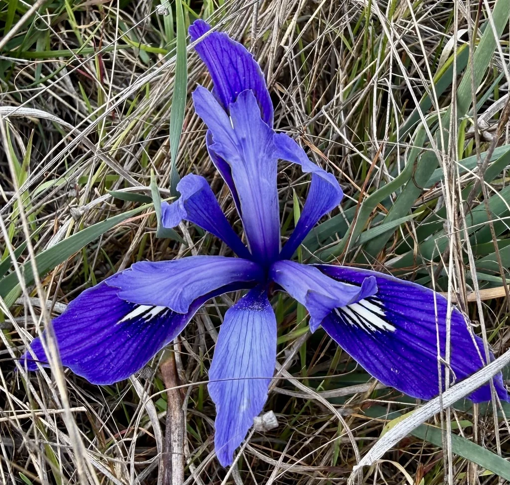 Iris Macrosiphon