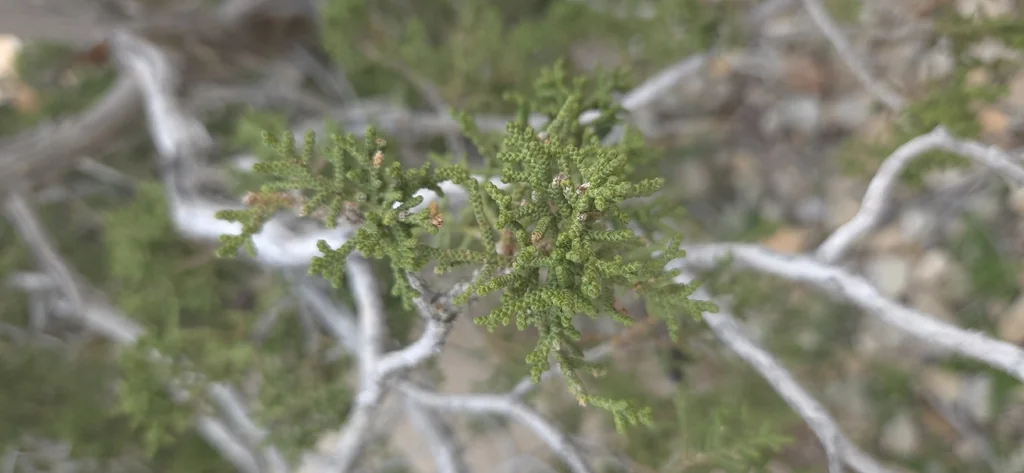 Juniperus Californica
