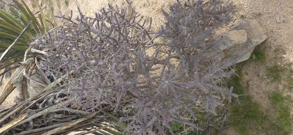 Cylindropuntia Ramosissima