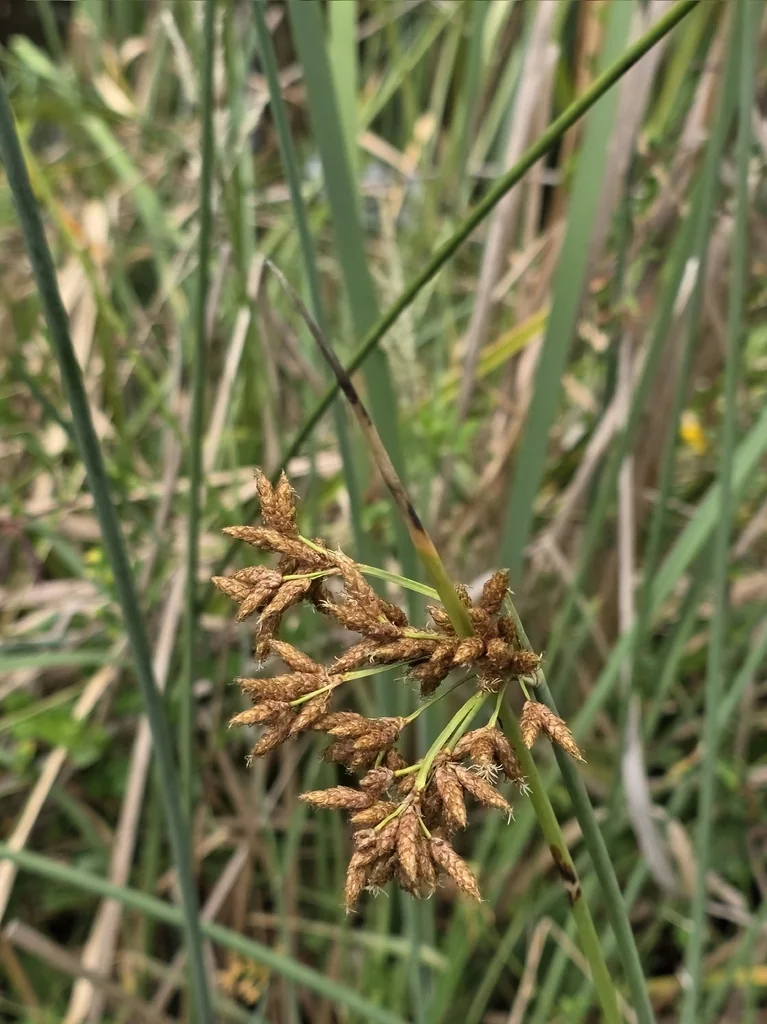 Scirpus Tabernaemontani