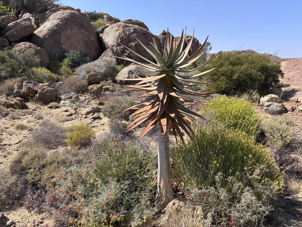 Aloe Dichotoma