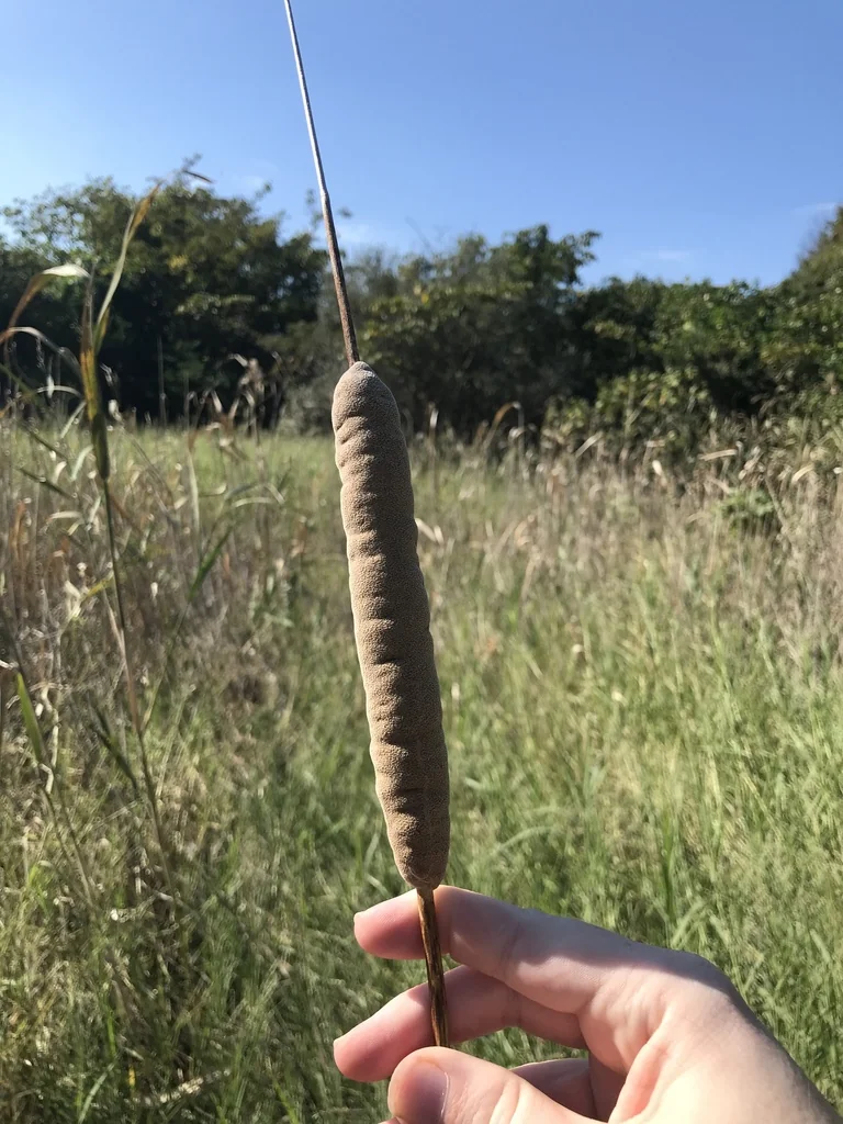 Typha Domingensis