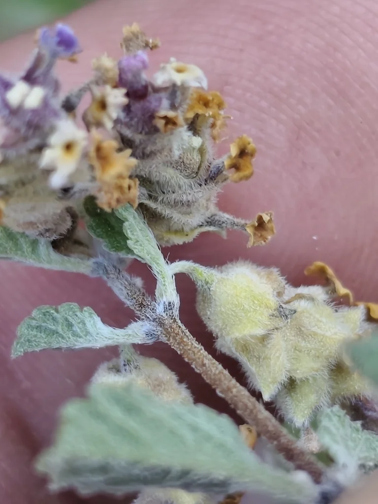 Lippia Graveolens