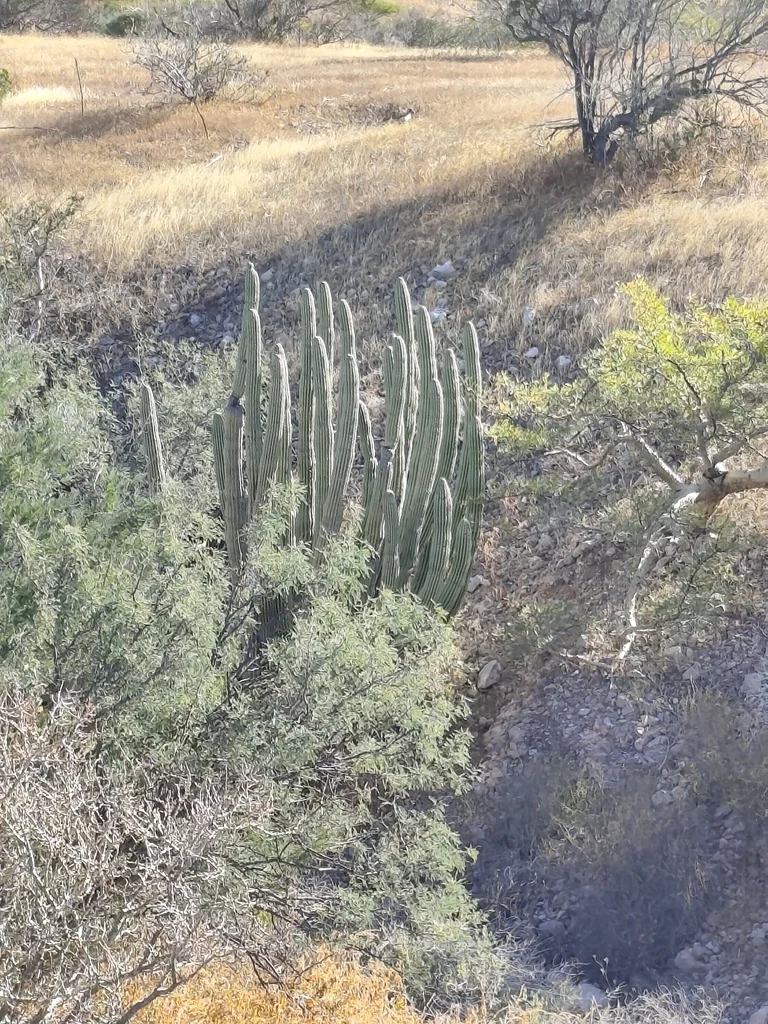 Stenocereus Thurberi