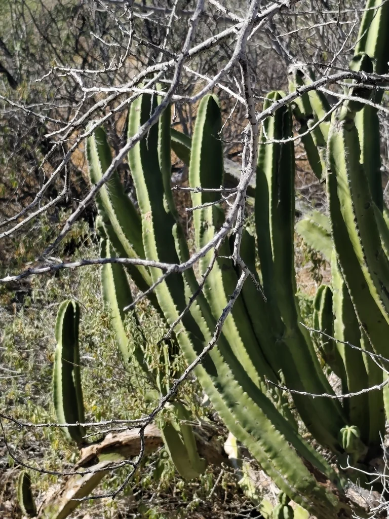 Pachycereus schottii