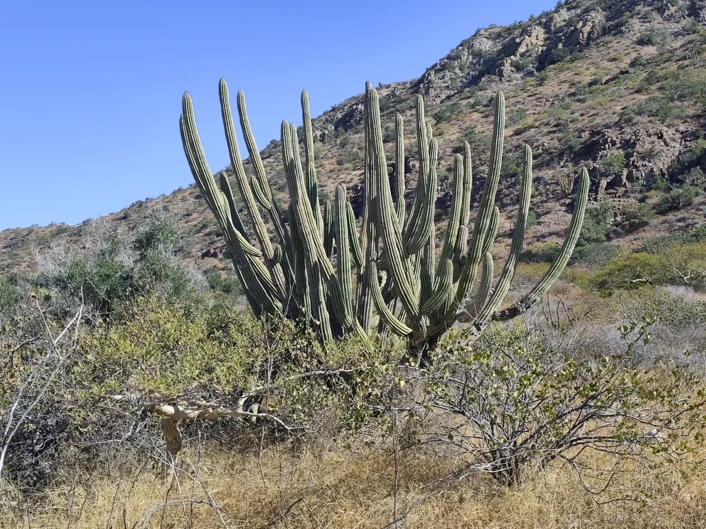 Stenocereus Thurberi