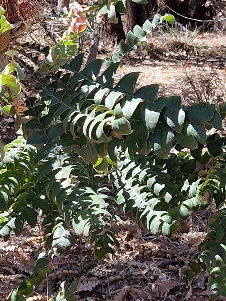 Banksia Grandis