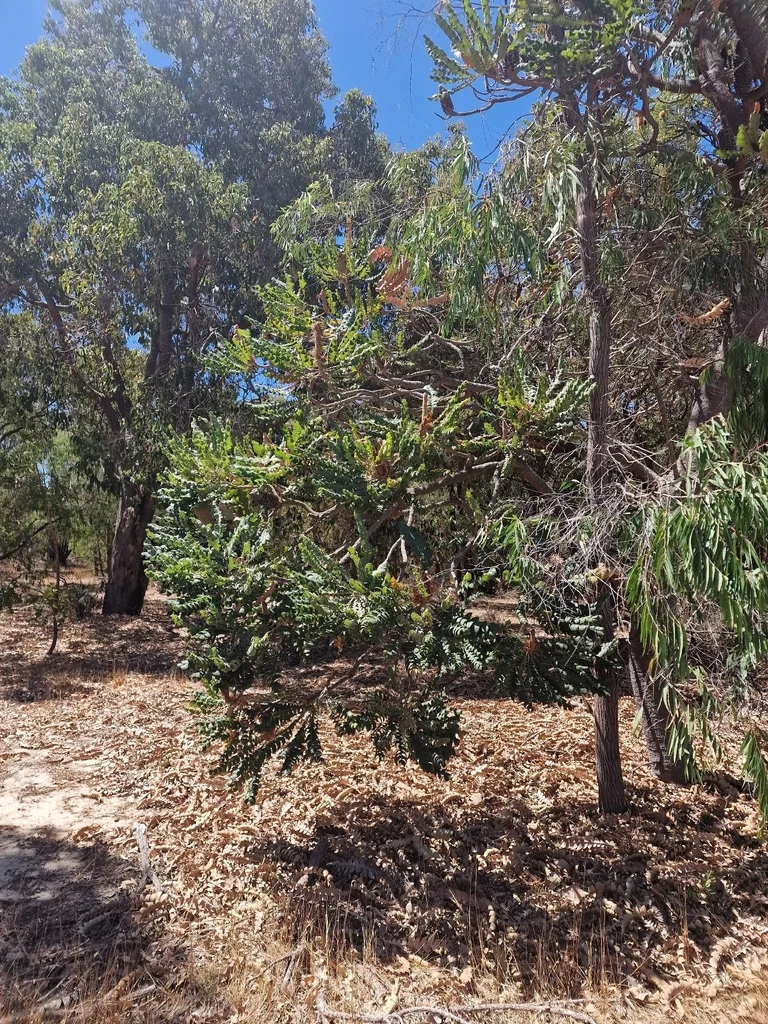 Banksia Grandis