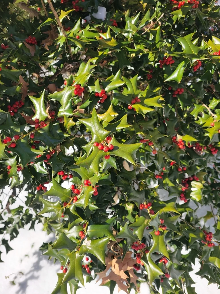 Ilex Cornuta