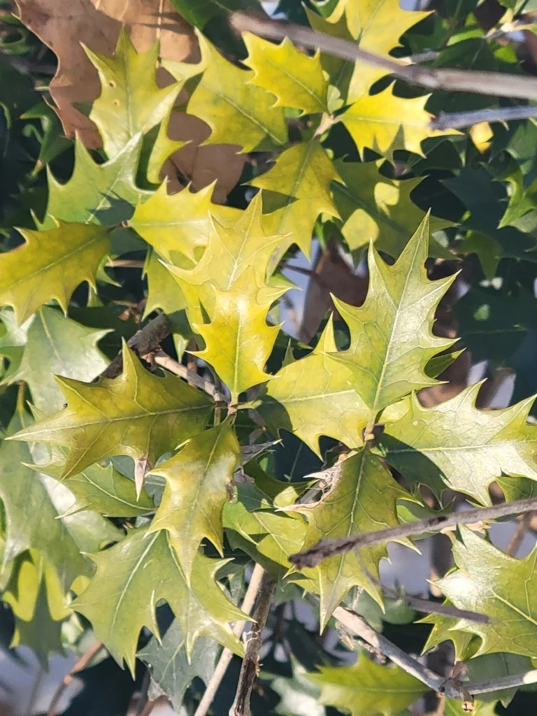 Osmanthus Heterophyllus