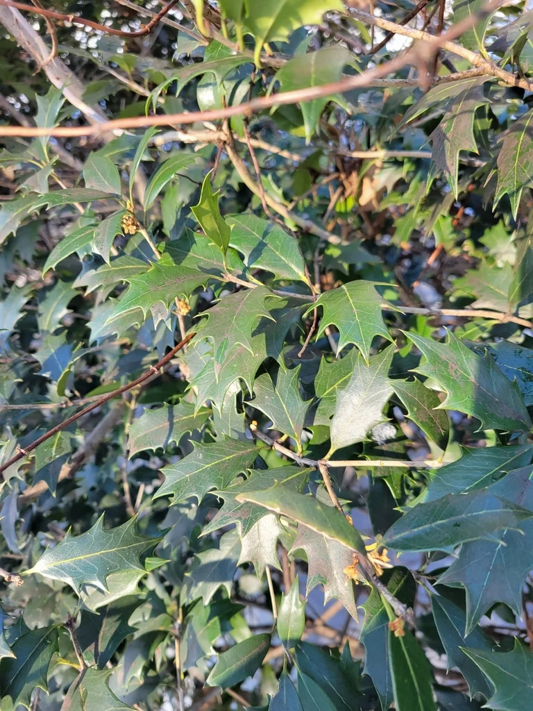 Osmanthus Heterophyllus