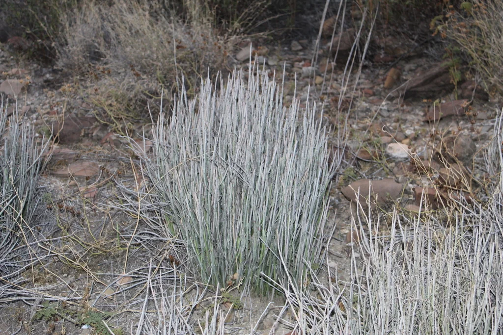 Euphorbia Antisyphilitica