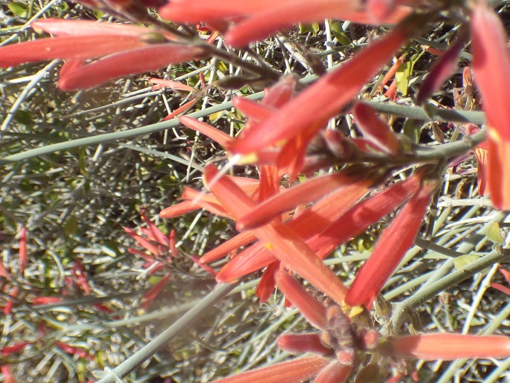 Justicia Californica