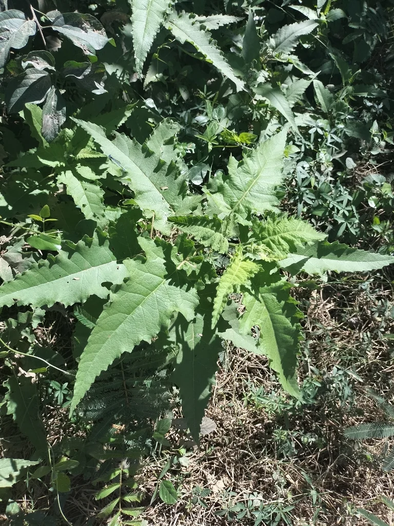 Ambrosia Ambrosioides