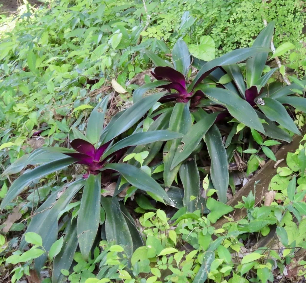 Tradescantia Spathacea
