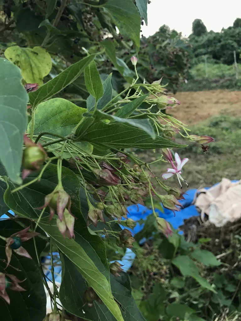 Clerodendrum Trichotomum