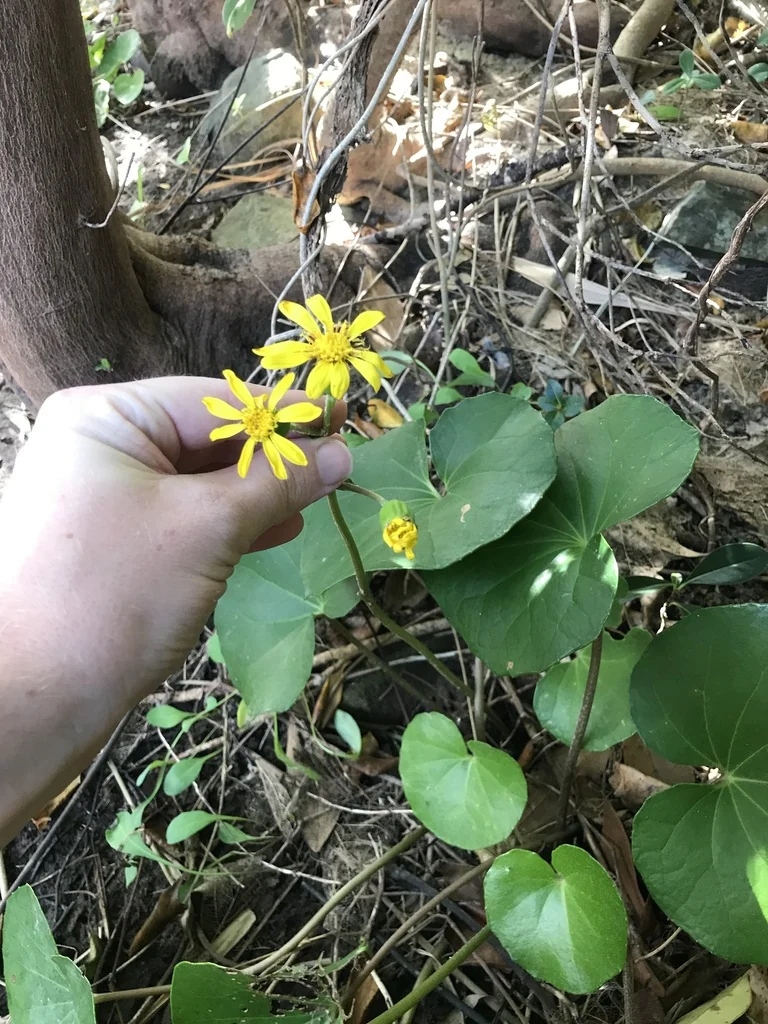 Farfugium Japonicum
