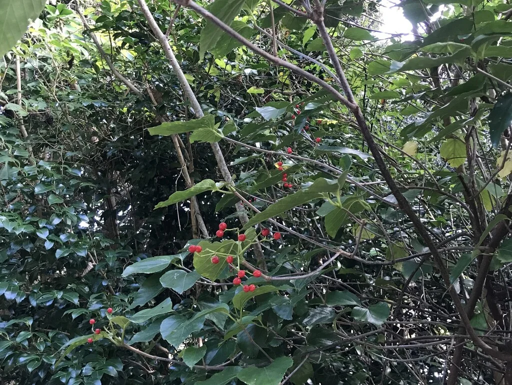 Viburnum Japonicum