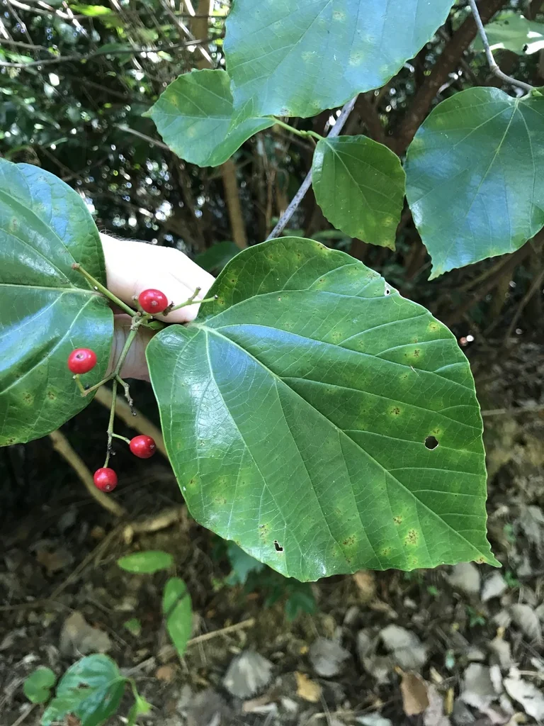 Viburnum Japonicum