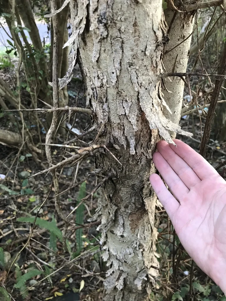 Xylosma Congestum