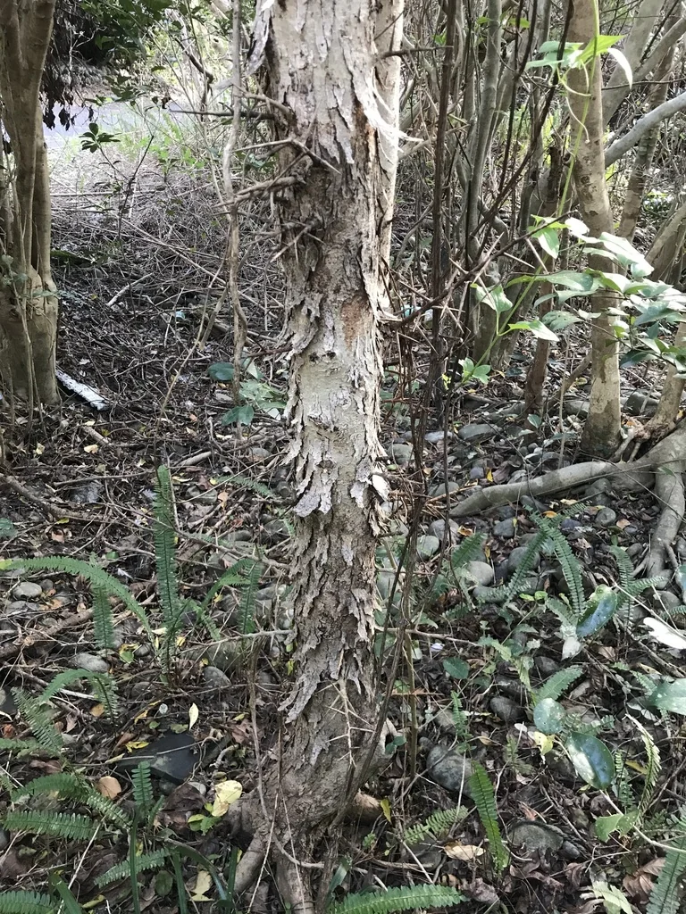 Xylosma Congestum