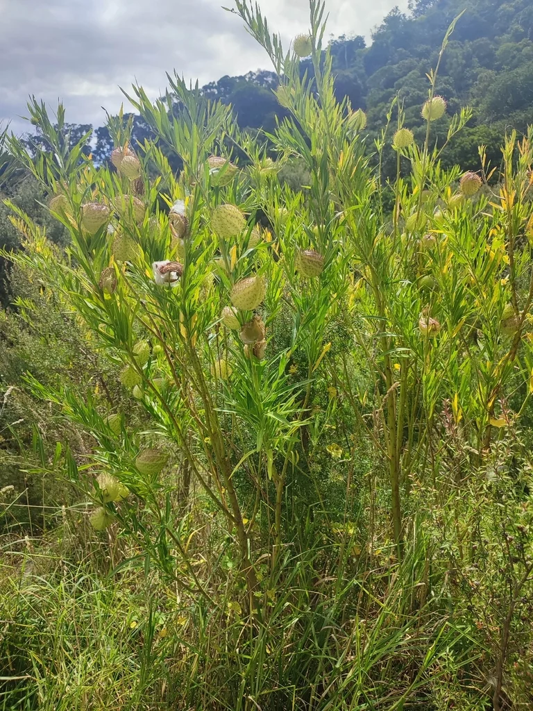 Gomphocarpus Physocarpus