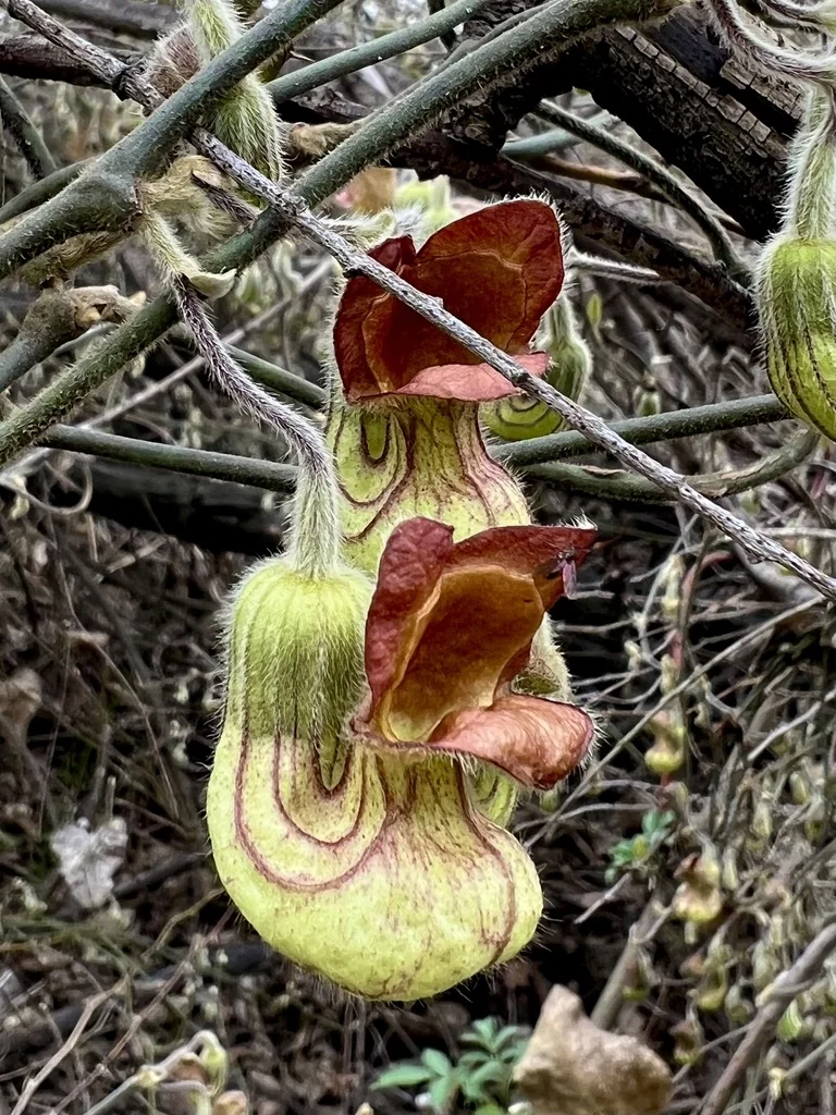 Aristolochia Californica