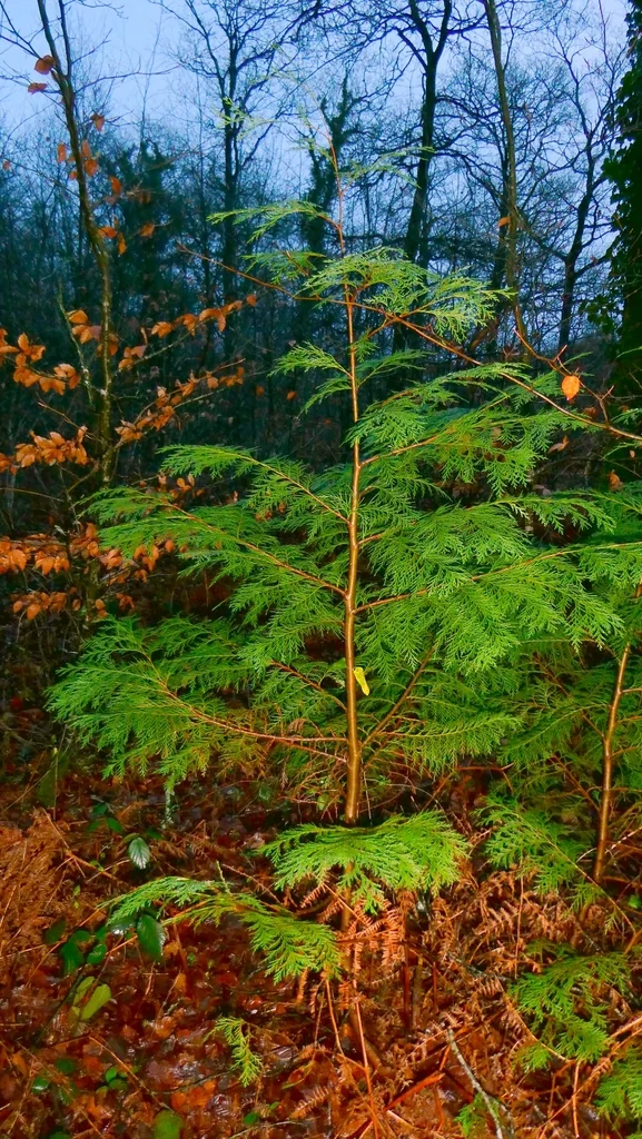 Chamaecyparis lawsoniana